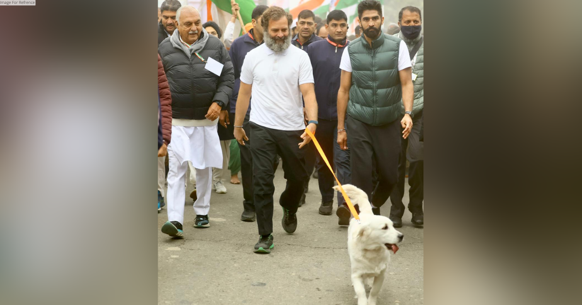 Luna has been kidnapped!': Rahul Gandhi walks with Priyanka Gandhi's pet dog in Haryana's Karnal